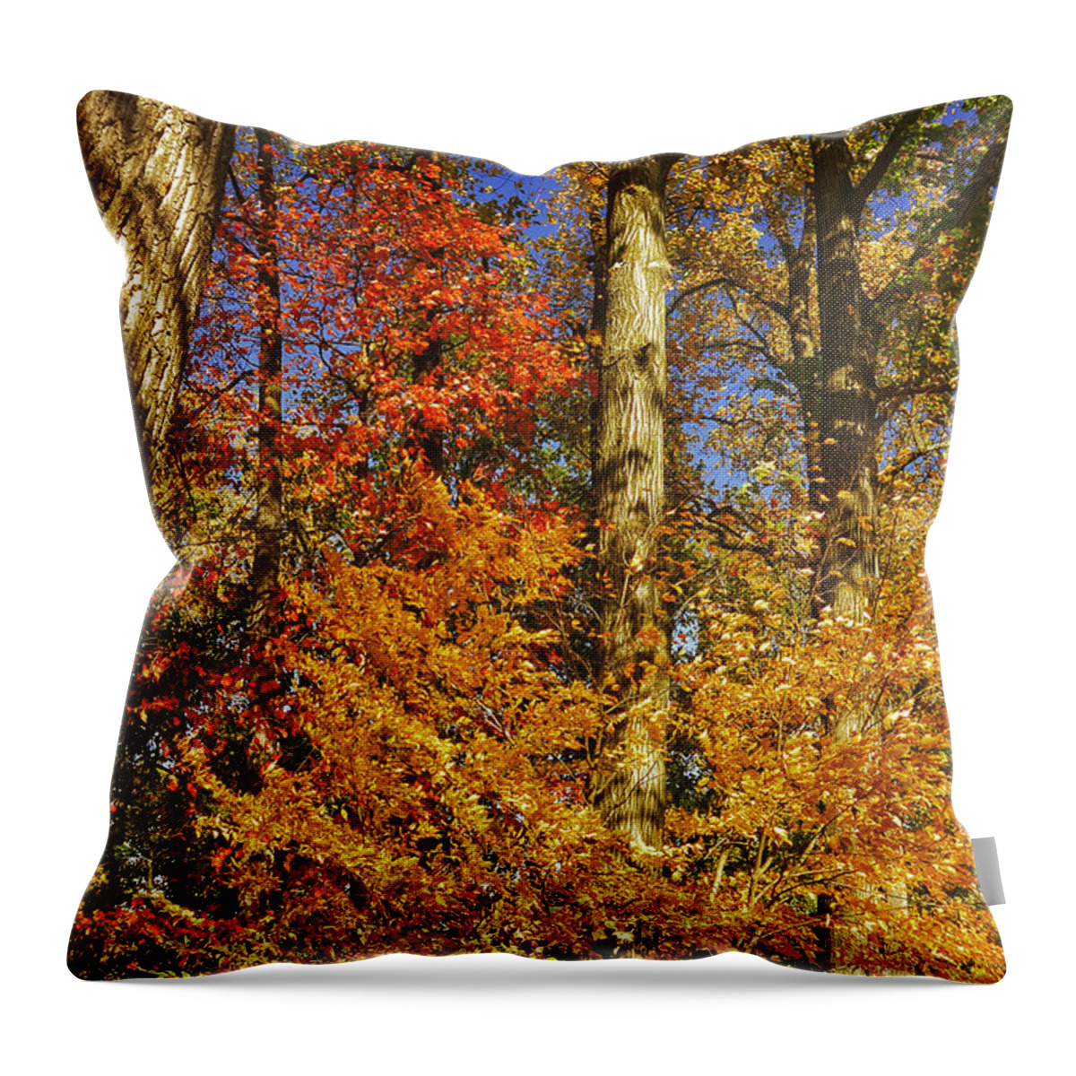 Autumn Throw Pillow featuring the photograph Autumn Trees by Kathi Isserman