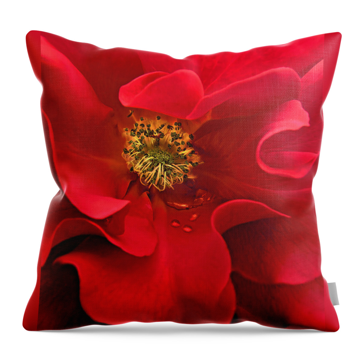 Rose Throw Pillow featuring the photograph Awakening Red Rose Flower by Jennie Marie Schell