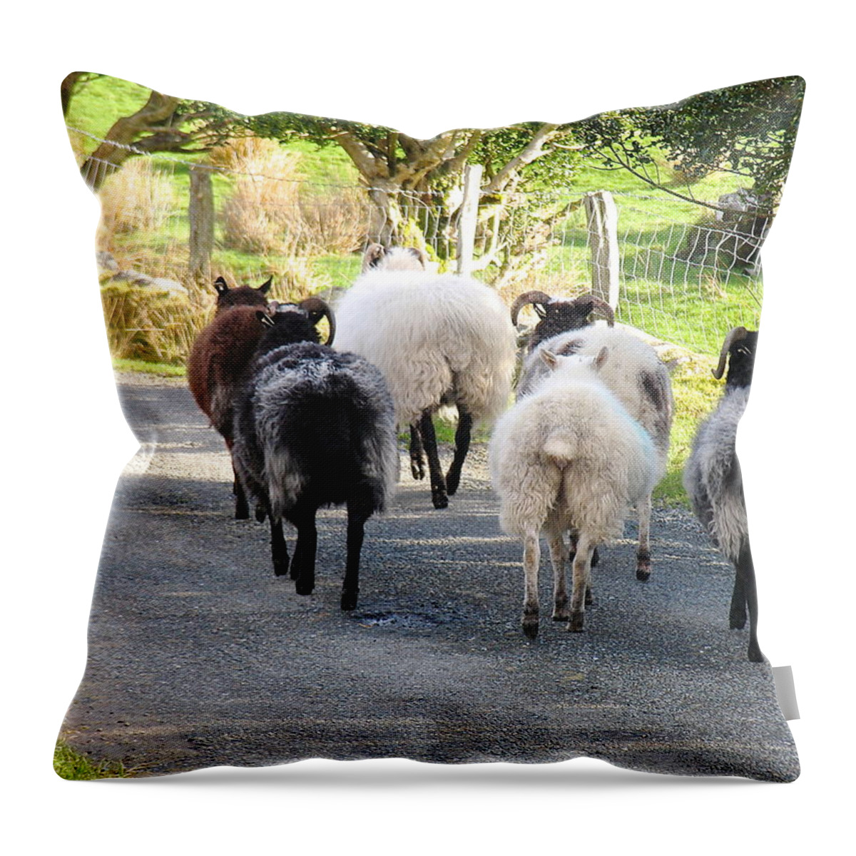 Irish Sheep Throw Pillow featuring the photograph Ba Ba Blacksheep by Suzanne Oesterling