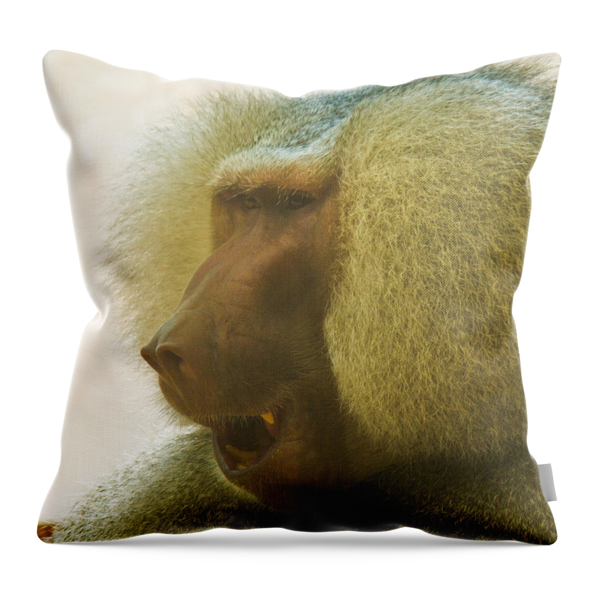 Baboon Throw Pillow featuring the photograph Baboon in the Sun by Jonny D