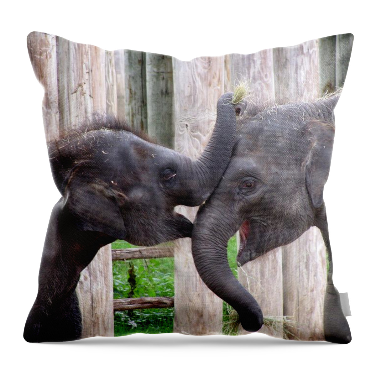 Elephant Throw Pillow featuring the photograph Baby Elephants - Bowie and Belle by Pamela Critchlow