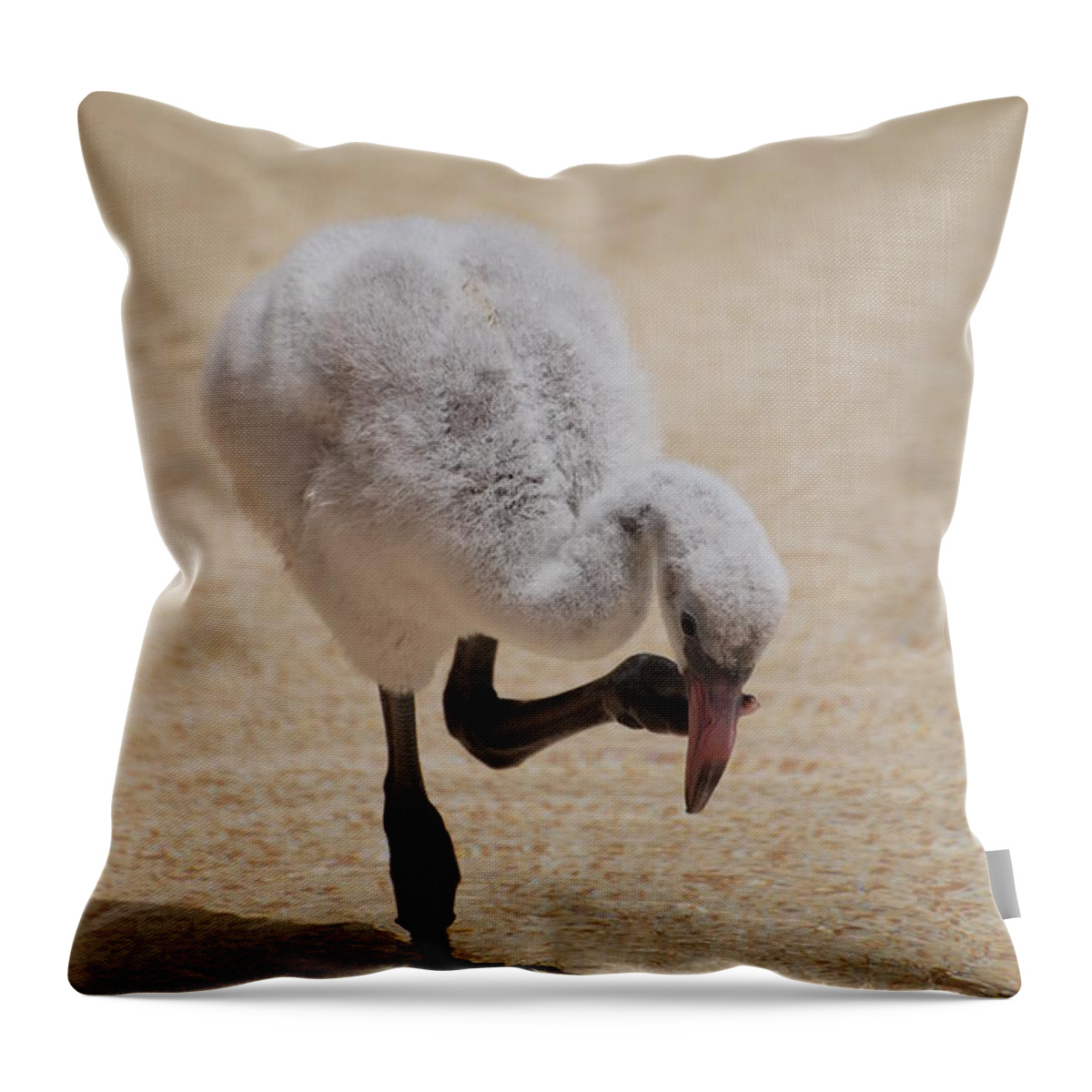 Flamingo Throw Pillow featuring the photograph Baby Flamingo by DejaVu Designs