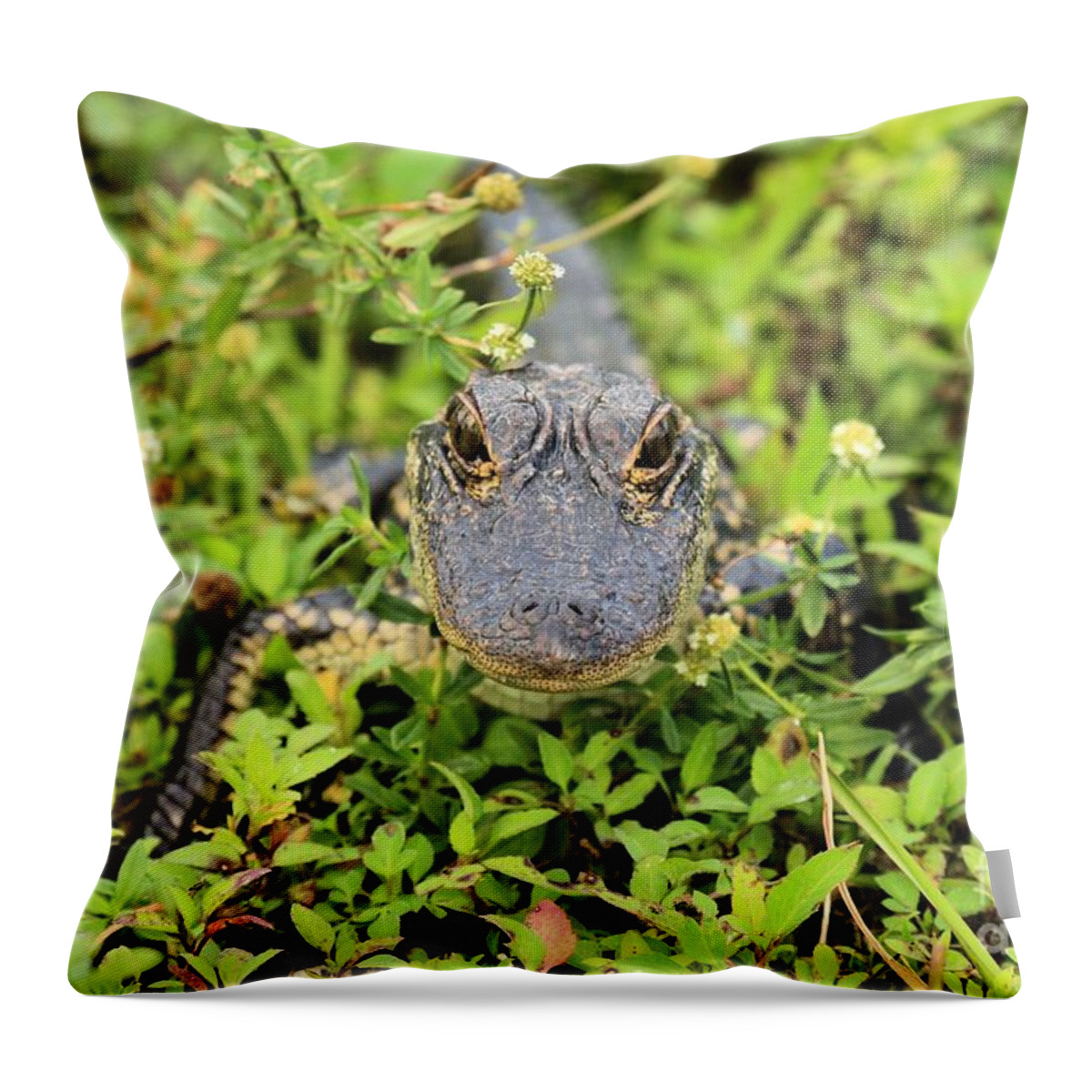 Alligator Throw Pillow featuring the photograph Baby Gator by Adam Jewell