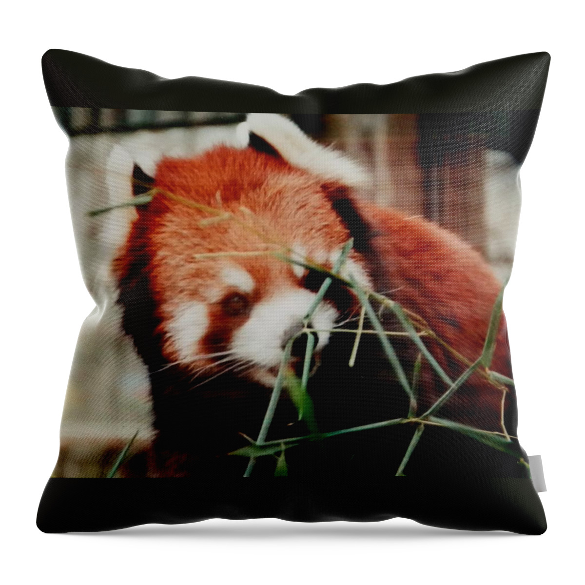#redpanda #ohiozoo #eatinglunch #baby Throw Pillow featuring the photograph Baby Red Panda Bear by Belinda Lee