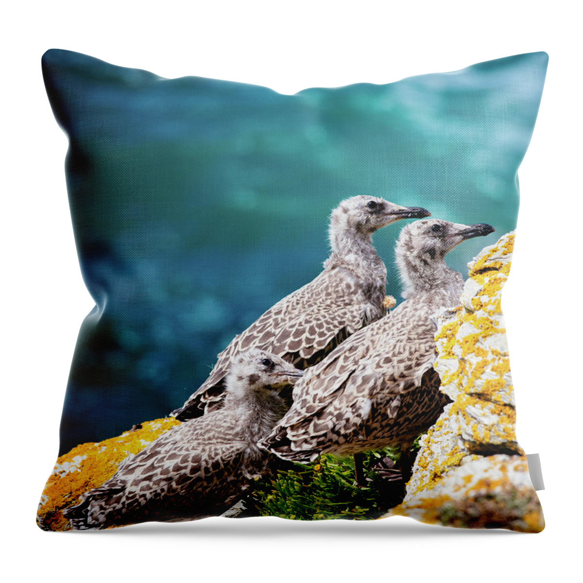 Animal Themes Throw Pillow featuring the photograph Baby Seagulls On Rocky Seashore Cliff by Miemo Penttinen - Miemo.net