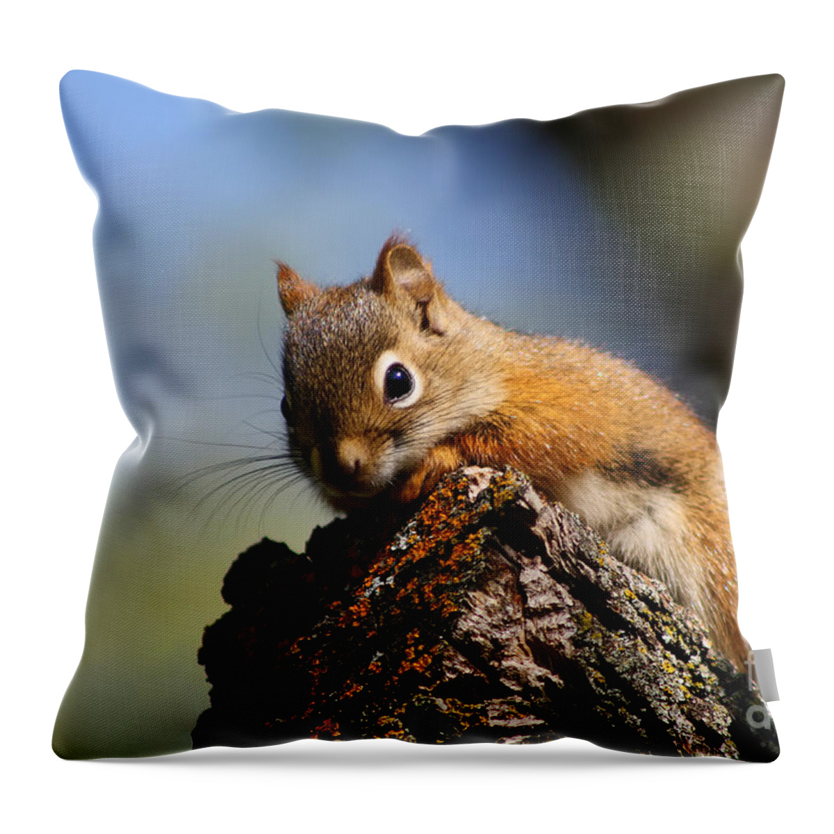 Animal Throw Pillow featuring the photograph Baby Squirrel by Teresa Zieba