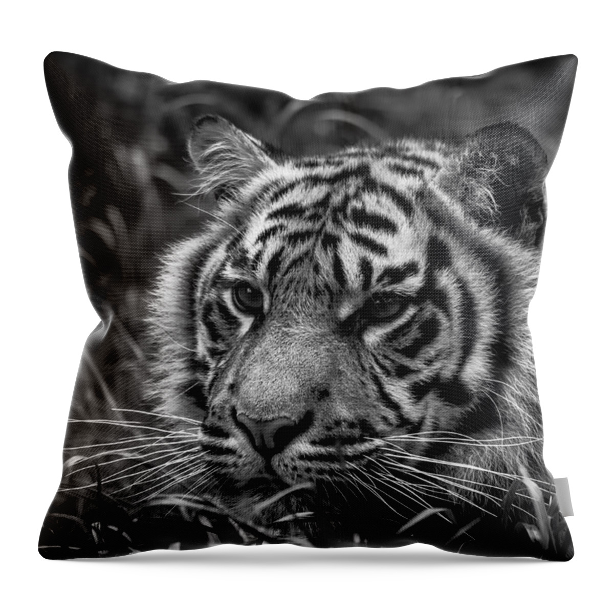 Tiger Throw Pillow featuring the photograph Baby Stripes by Darren Wilkes