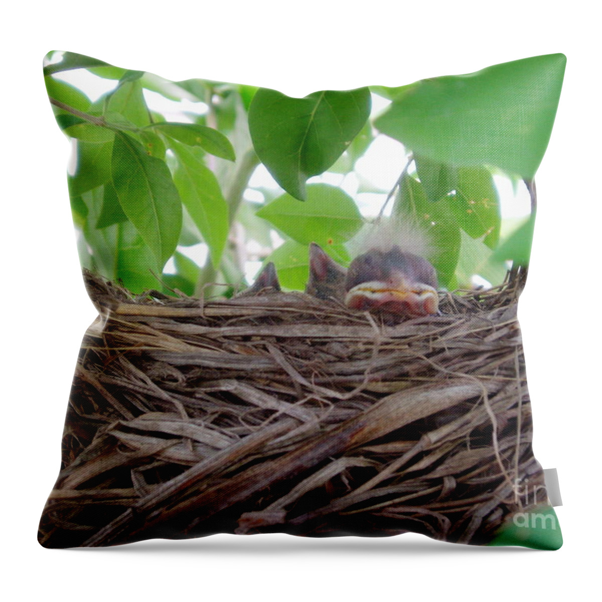 Birds Throw Pillow featuring the photograph Baby's Mohawk by Jennifer E Doll