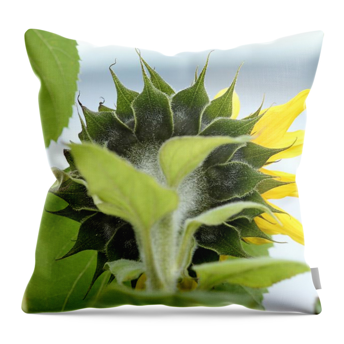 Green And Yellow Throw Pillow featuring the photograph Rear View Image by E Faithe Lester