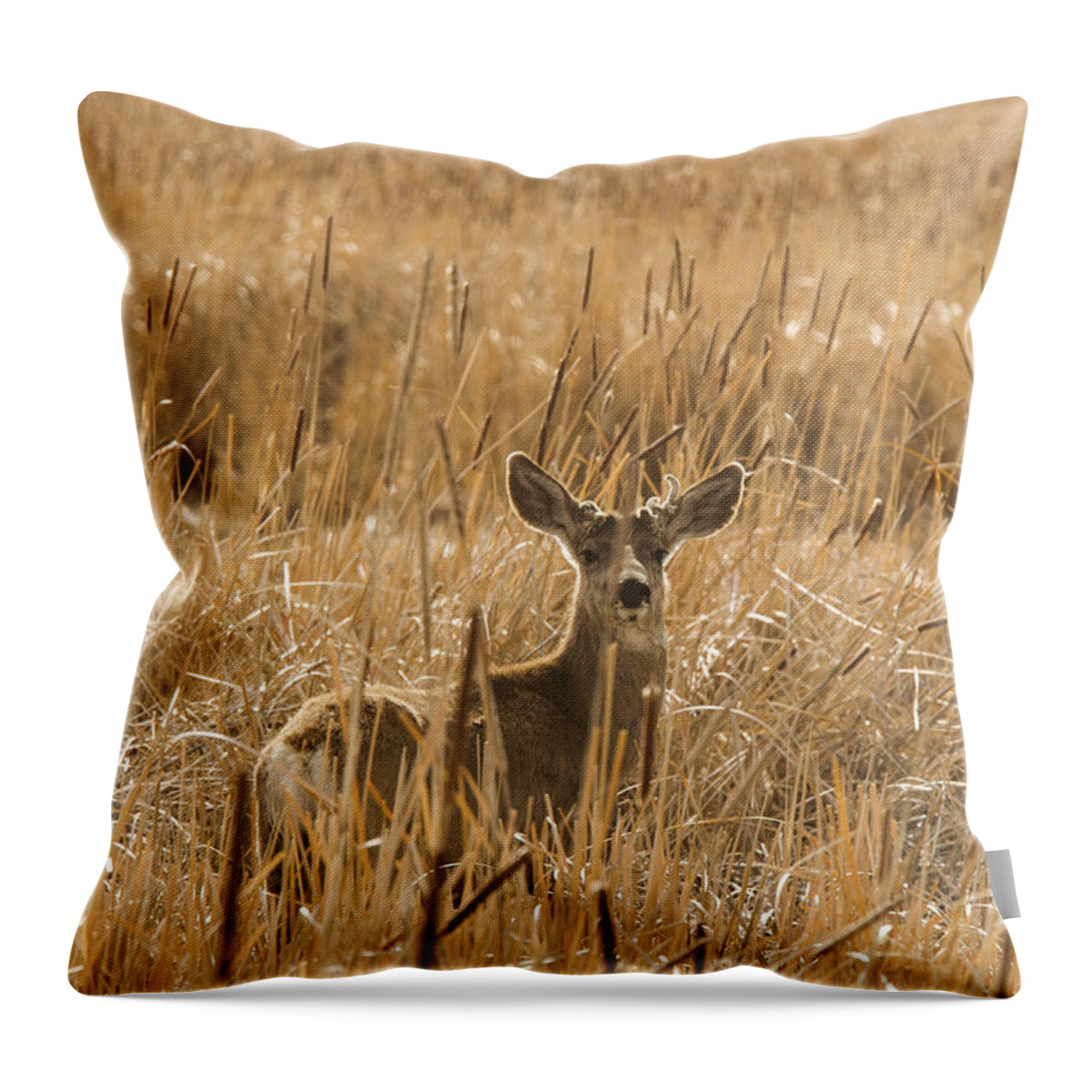 Animal Throw Pillow featuring the photograph Backlit Deer by Jean Noren