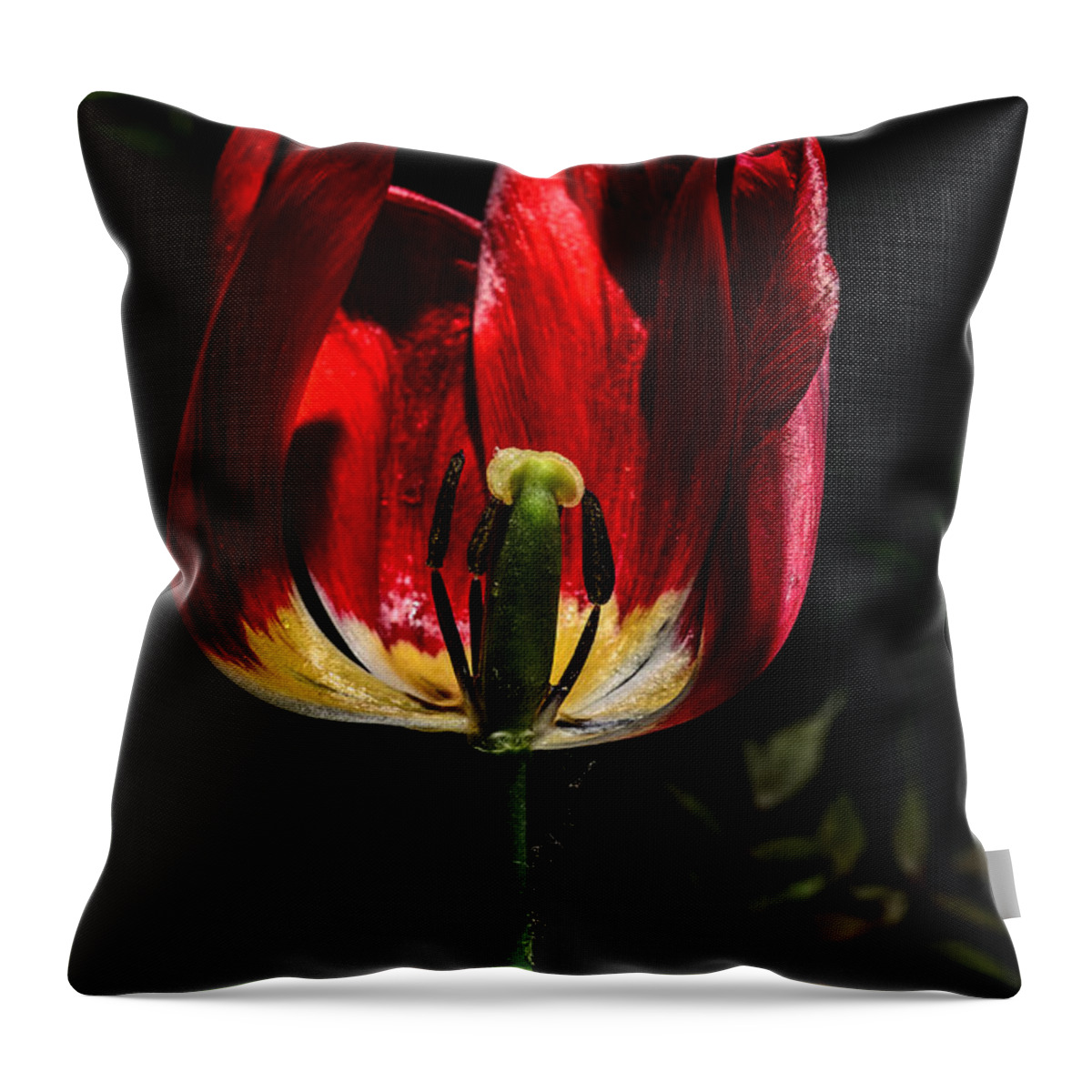Spring Throw Pillow featuring the photograph Backlit Tulip by Michael Goyberg