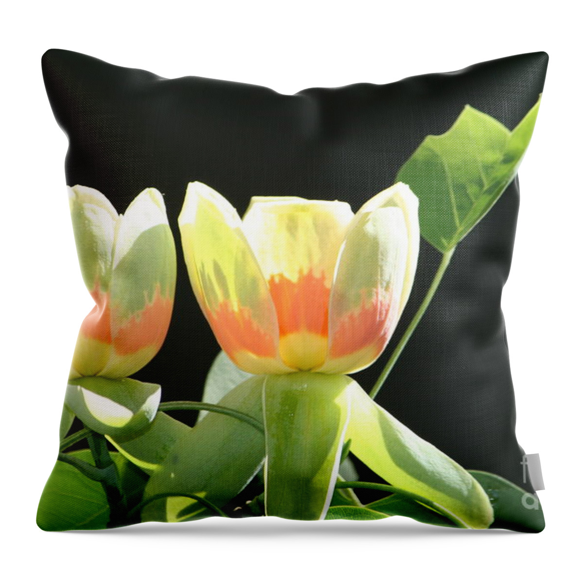 Tree Throw Pillow featuring the photograph Backlit tulips by Jim Gillen