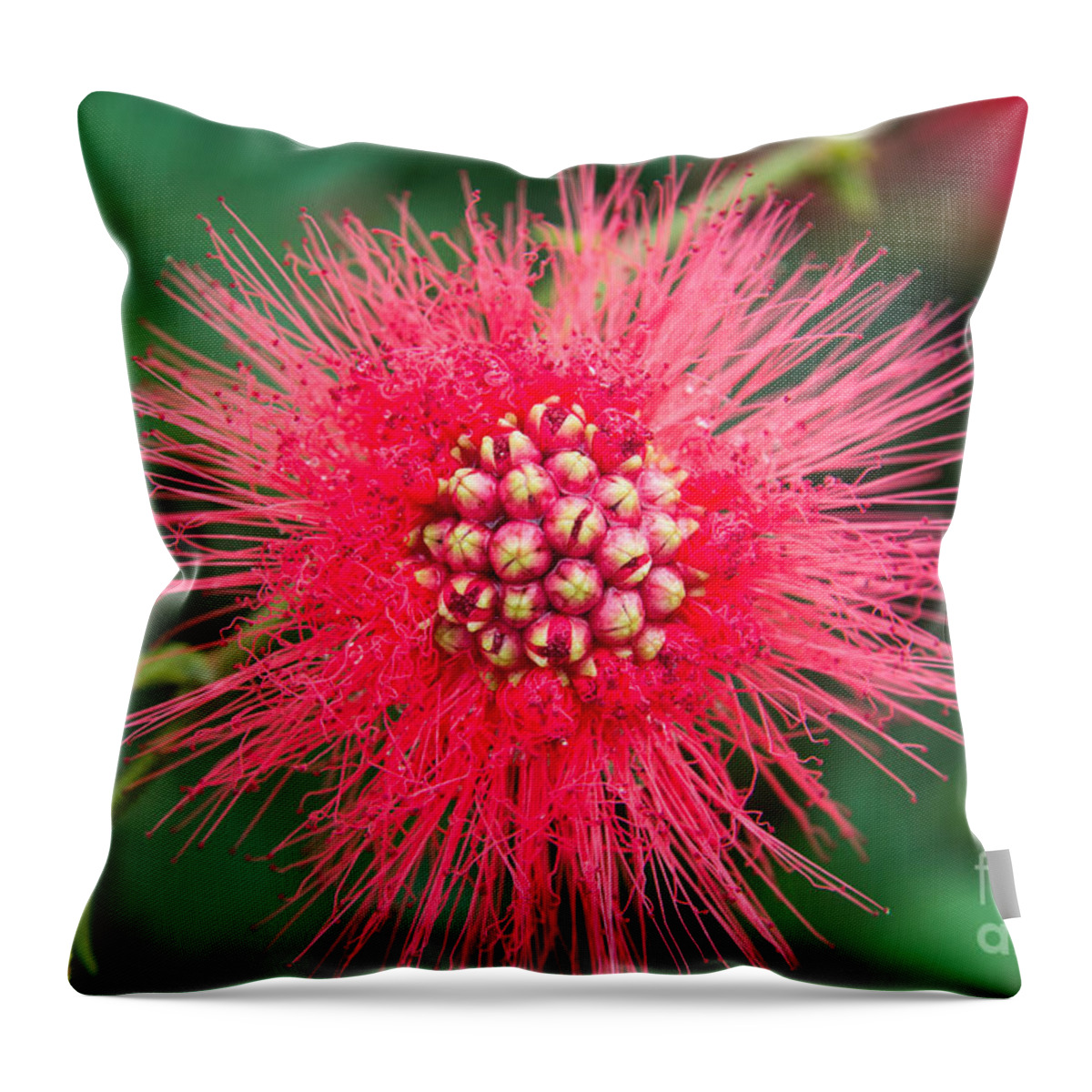 Red Powder Puff Photgraphic Images Throw Pillow featuring the photograph Bad Hair Day by Mary Lou Chmura