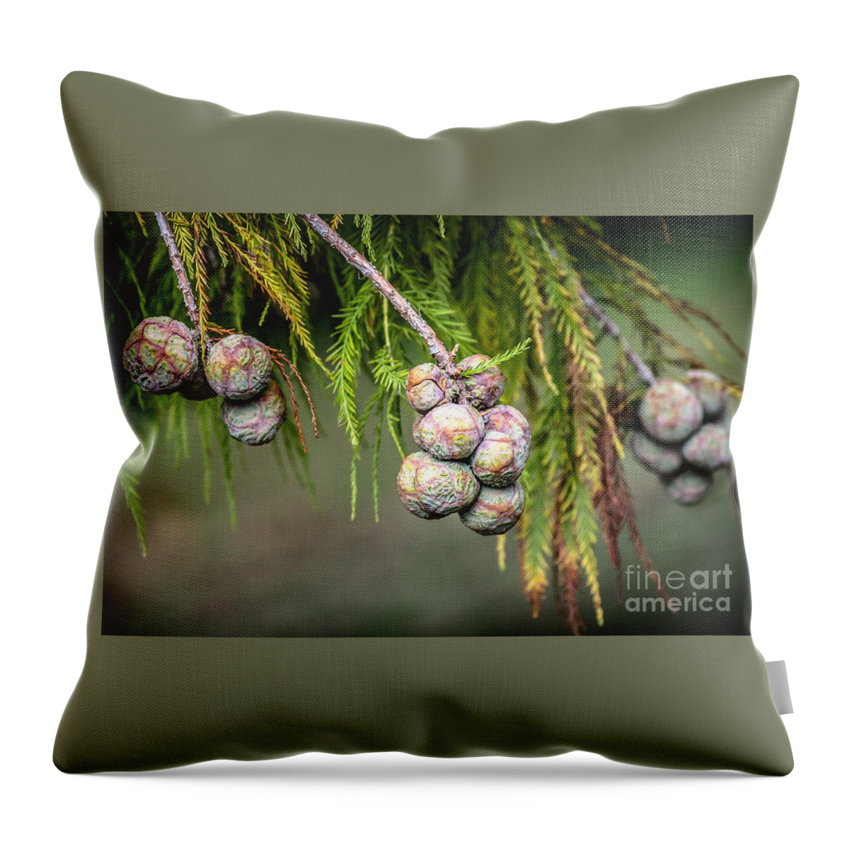 Bald Throw Pillow featuring the photograph Bald Cypress tree seed pods by Imagery by Charly