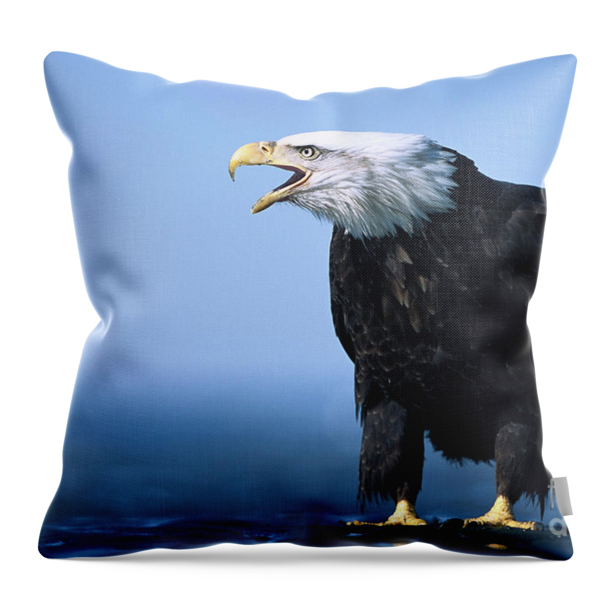 00343912 Throw Pillow featuring the photograph Bald Eagle Calling by Yva Momatiuk John Eastcott