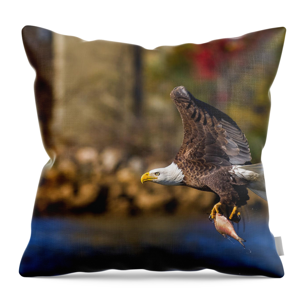 Da* 300 Throw Pillow featuring the photograph Bald Eagle in Flight over Water Carrying a Fish by Lori Coleman