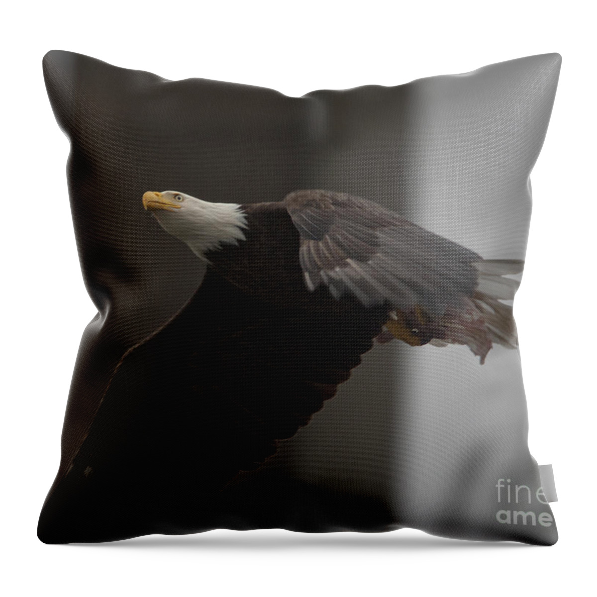 Wildlife Throw Pillow featuring the photograph Bald Eagle, Haliaeetus leucocephalus, in flight by Tony Mills