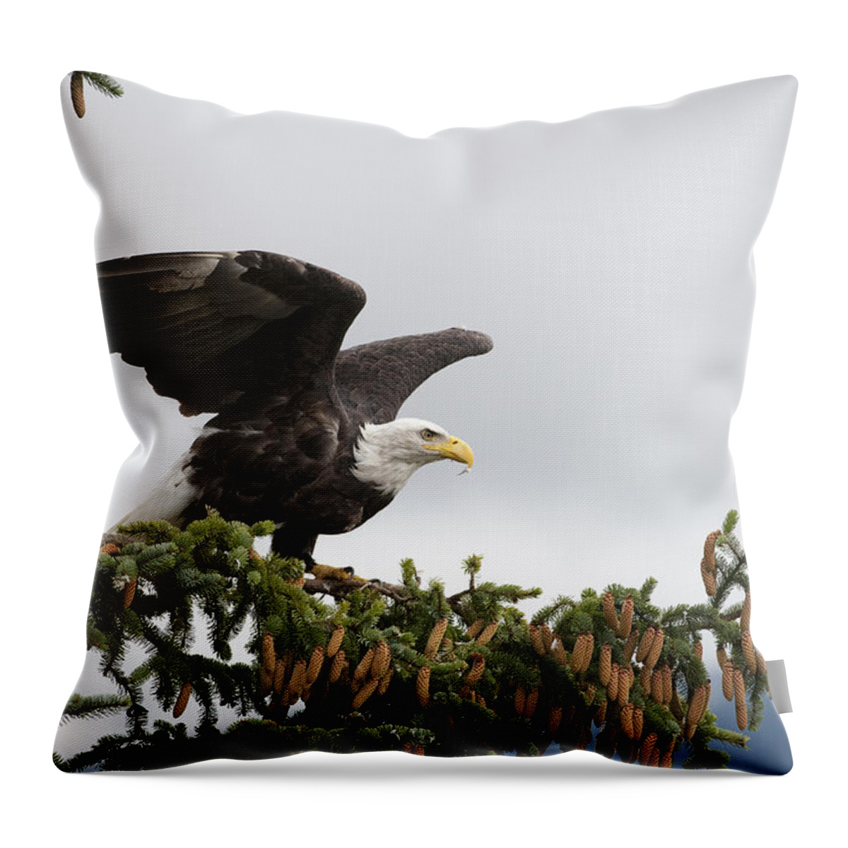 Feb0514 Throw Pillow featuring the photograph Bald Eagle Taking Flight Alaska by Flip Nicklin