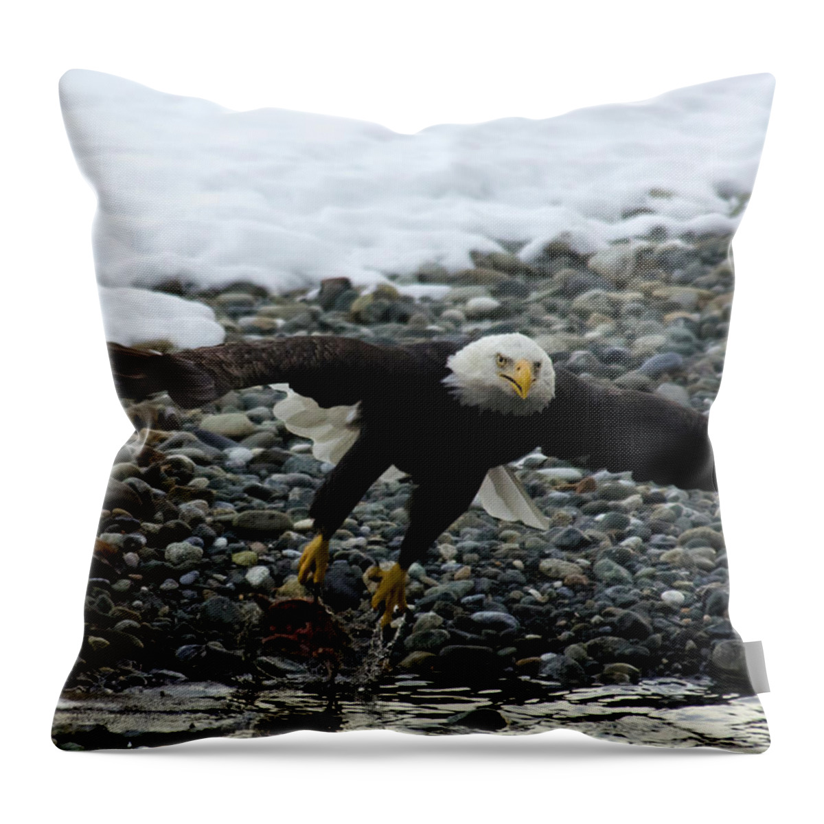 Taking Off Throw Pillow featuring the photograph Bald Eagle Taking Off From River by Mark Newman