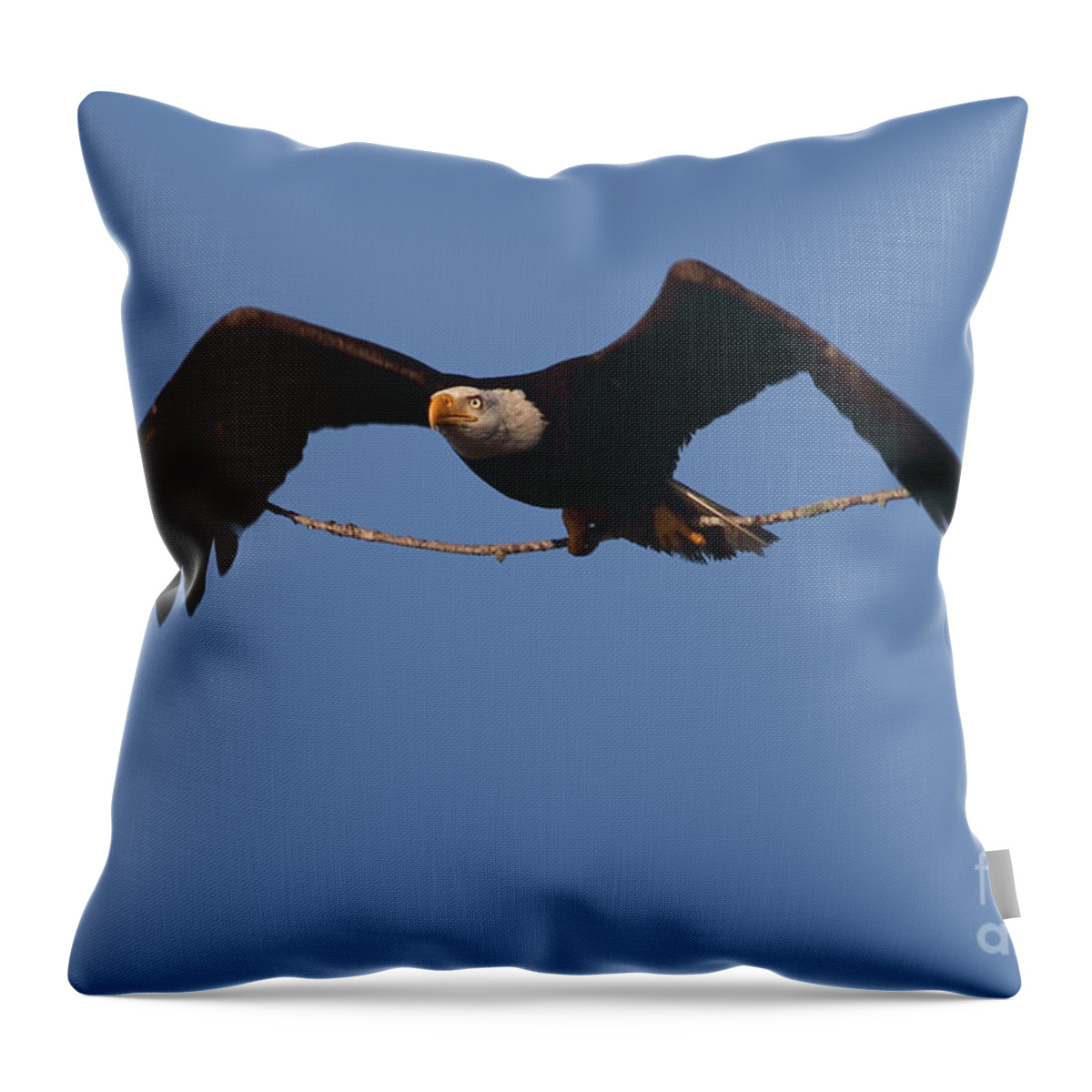 Bald Eagle Throw Pillow featuring the photograph Bald Eagle with Nesting Supplies by Meg Rousher