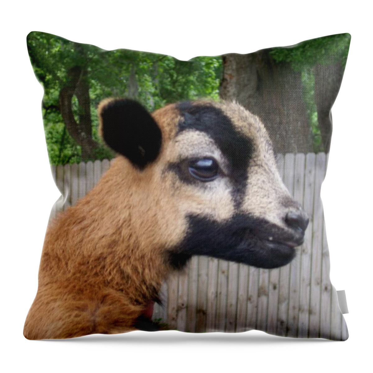 This Cutie Is A Baby Barbados Black Belly Sheep Throw Pillow featuring the photograph Bambi by Belinda Lee