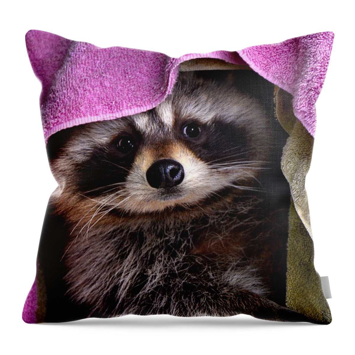 Raccoon Throw Pillow featuring the photograph Bandit by Adam Olsen