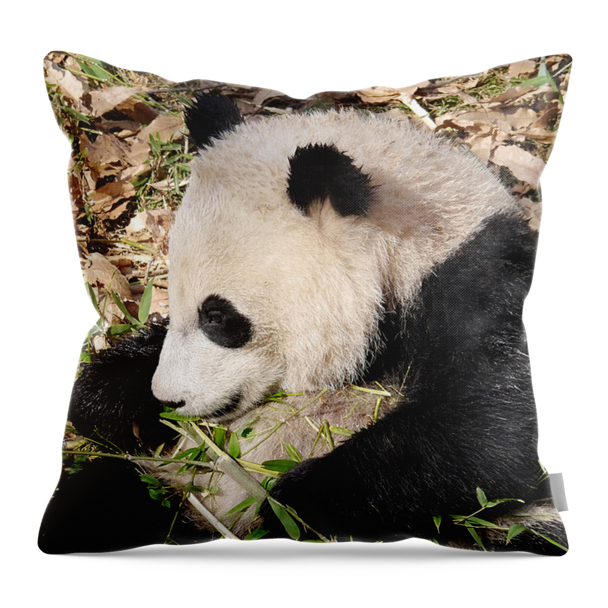 Richard Reeve Throw Pillow featuring the photograph Bao Bao is not Bamboozled by Richard Reeve