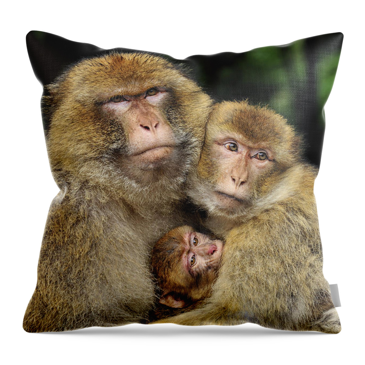 Feb0514 Throw Pillow featuring the photograph Barbary Macaque Family by Thomas Marent