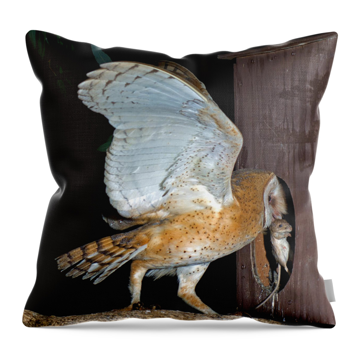 Barn Owl Throw Pillow featuring the photograph Barn Owl With Rat by Anthony Mercieca