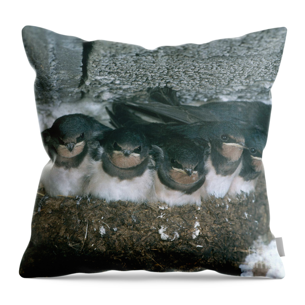 Barn Swallow Throw Pillow featuring the photograph Barn Swallows by Hans Reinhard