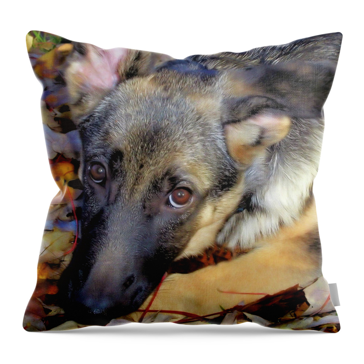 Autumn Throw Pillow featuring the photograph Baron in the Leaves by Karol Livote