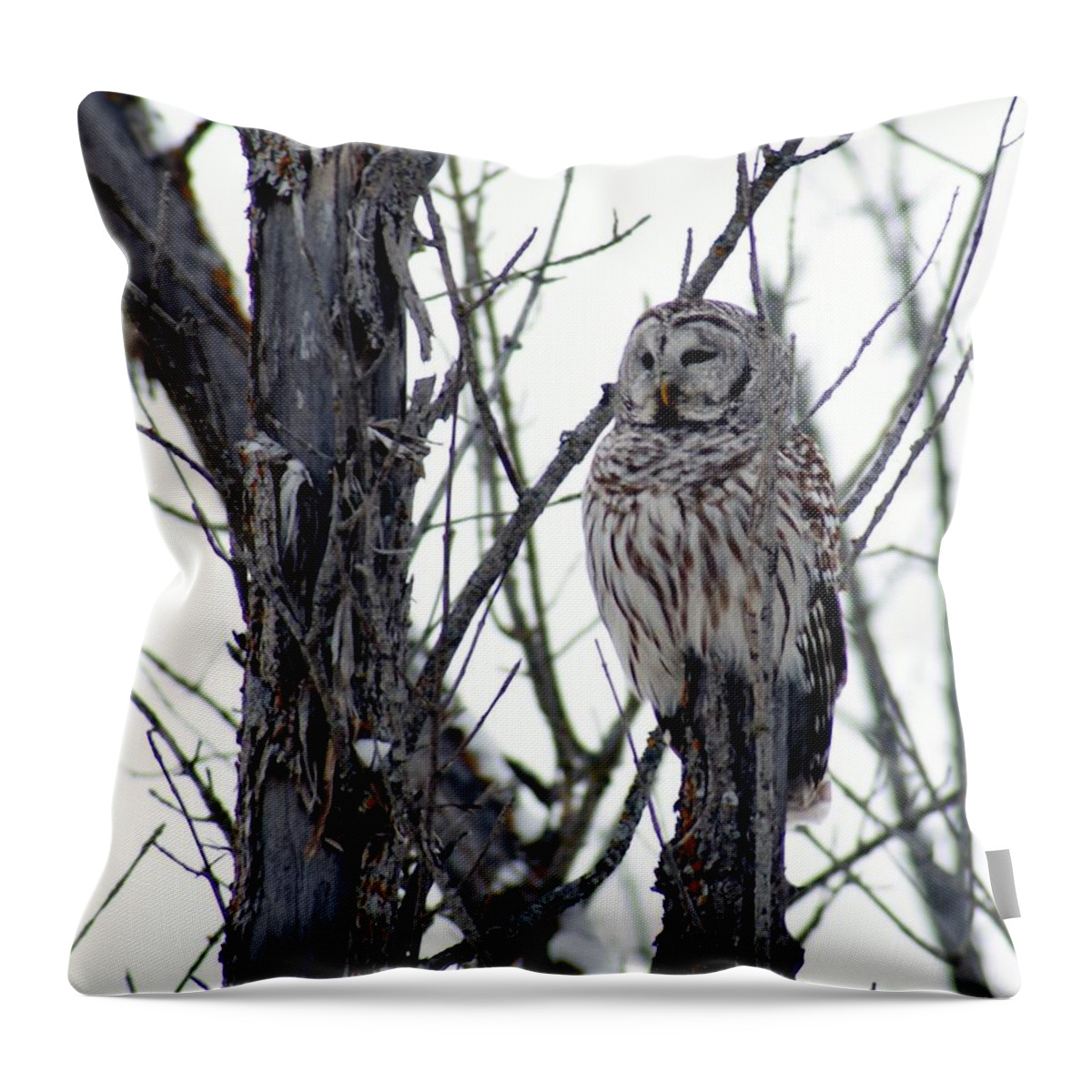 Owl Throw Pillow featuring the photograph Barred Owl 2 by Steven Clipperton