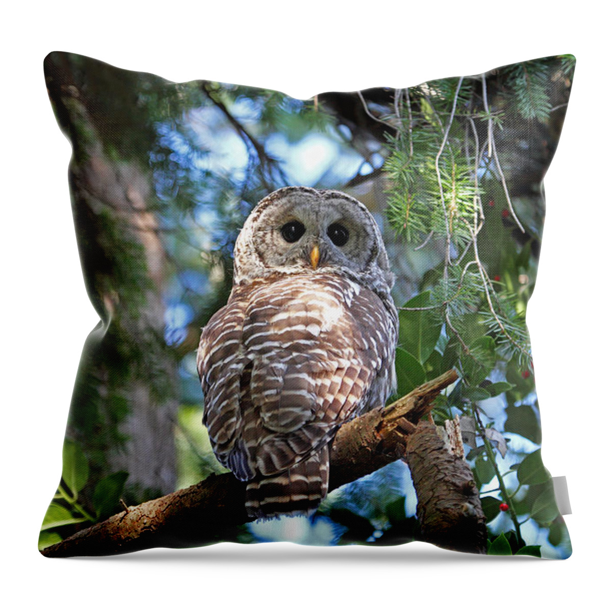 Owls Throw Pillow featuring the photograph Barred Owl and Holly by Peggy Collins