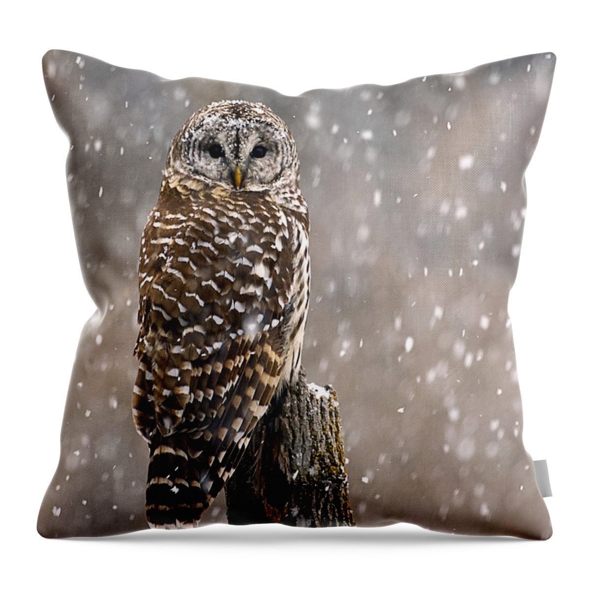 Vermont Throw Pillow featuring the photograph Barred Owl in a New England Snow Storm by John Vose