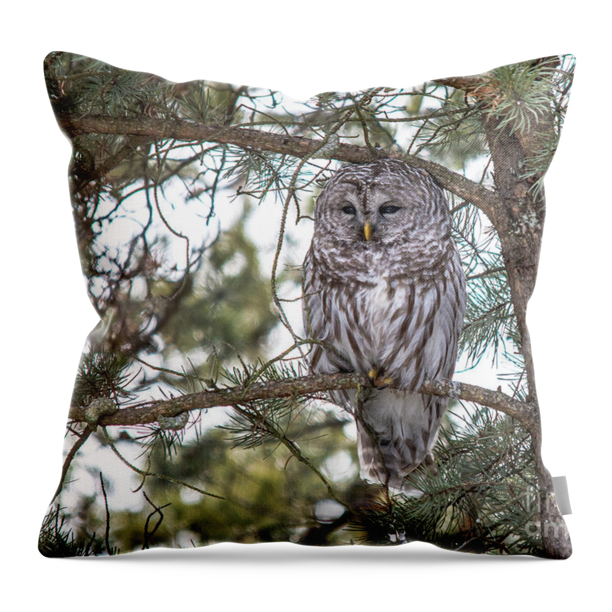 Nature Throw Pillow featuring the photograph Barred Owl in Cedar by Cheryl Baxter