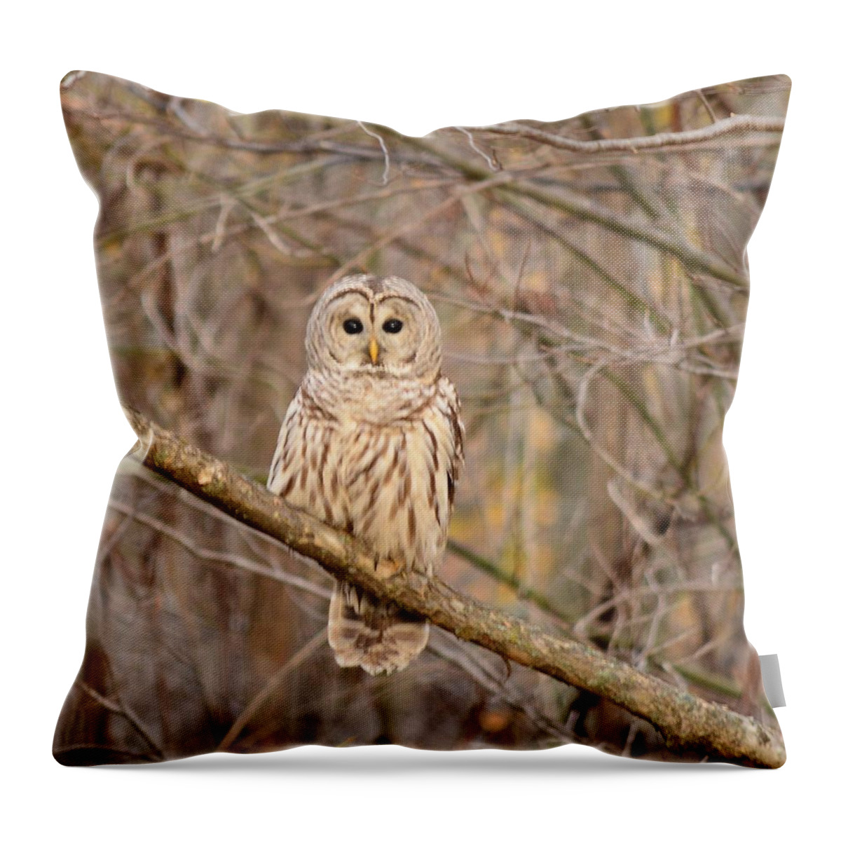 Barred Owl Throw Pillow featuring the photograph Barred Owl by Judy Genovese