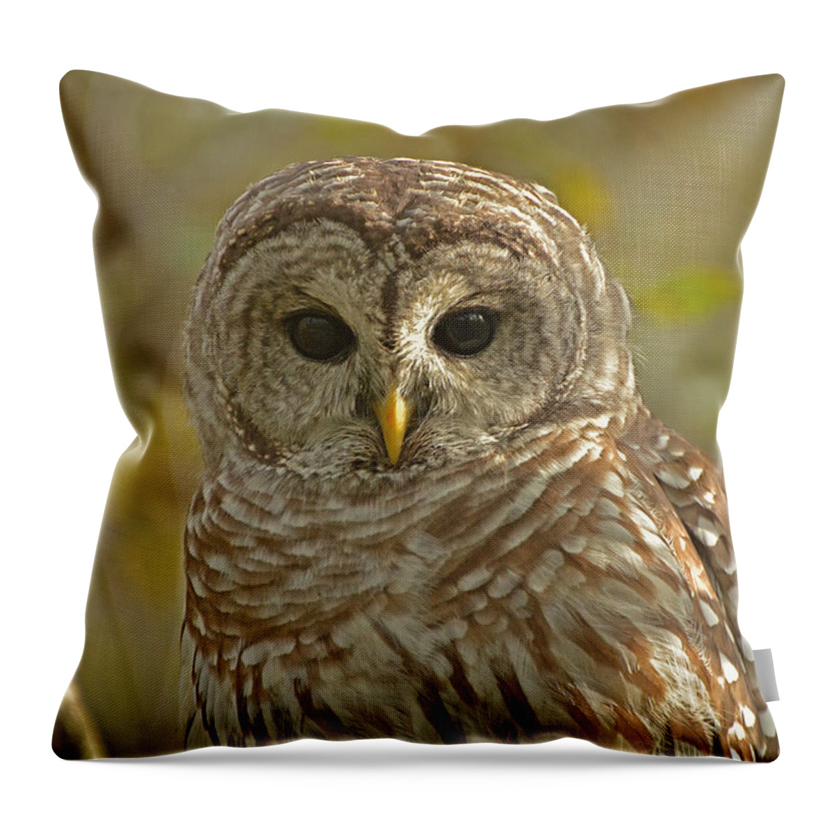 Barred Owl Throw Pillow featuring the photograph Barred Owl looking at you by Nancy Landry