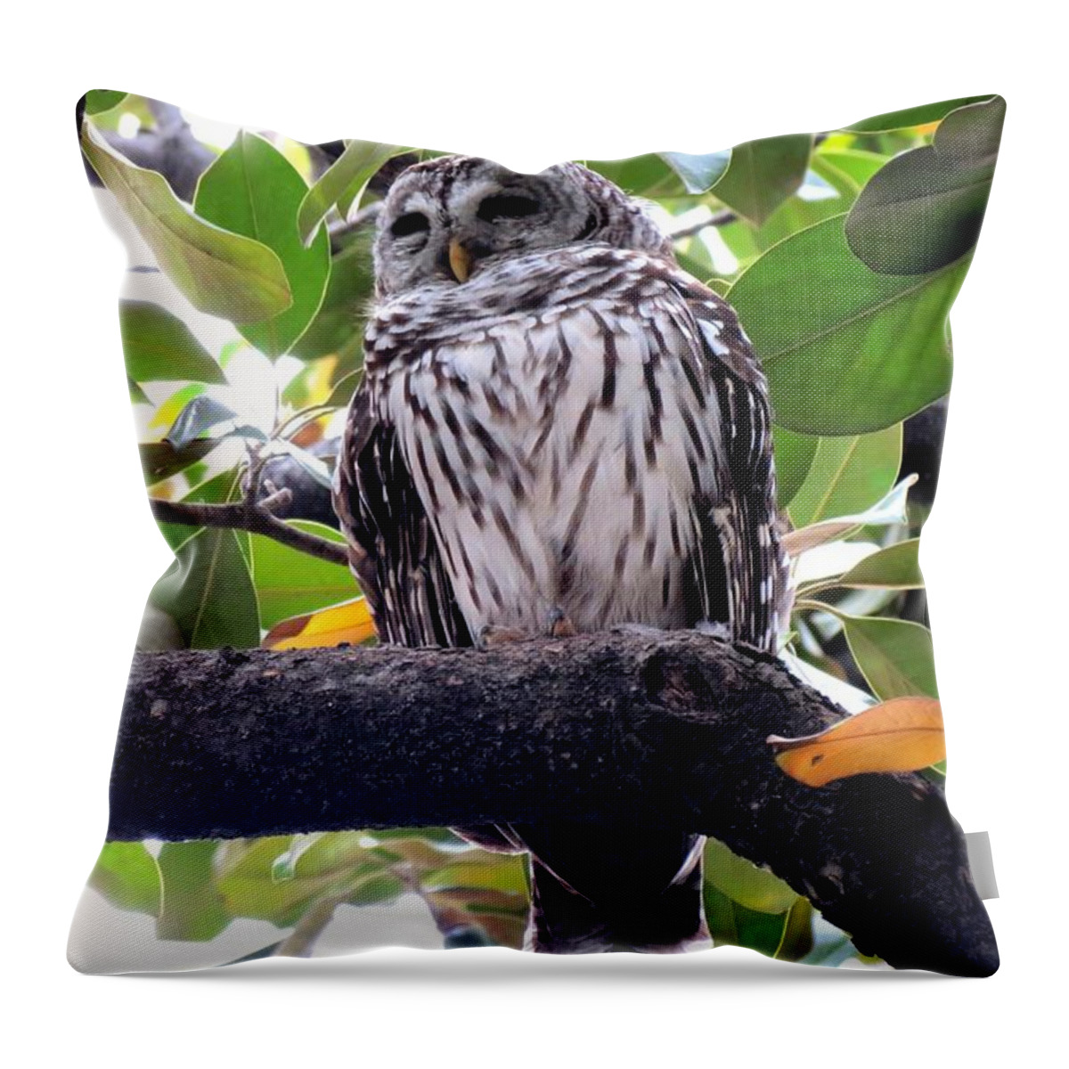 Texas Throw Pillow featuring the photograph Barred Owl by Marilyn Burton