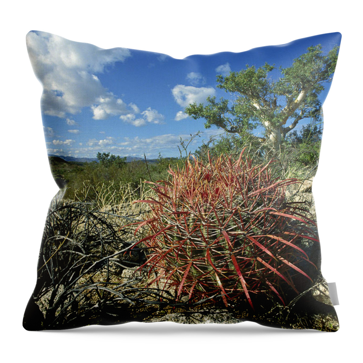 Feb0514 Throw Pillow featuring the photograph Barrel Cactus Baja California Mexico by Tui De Roy