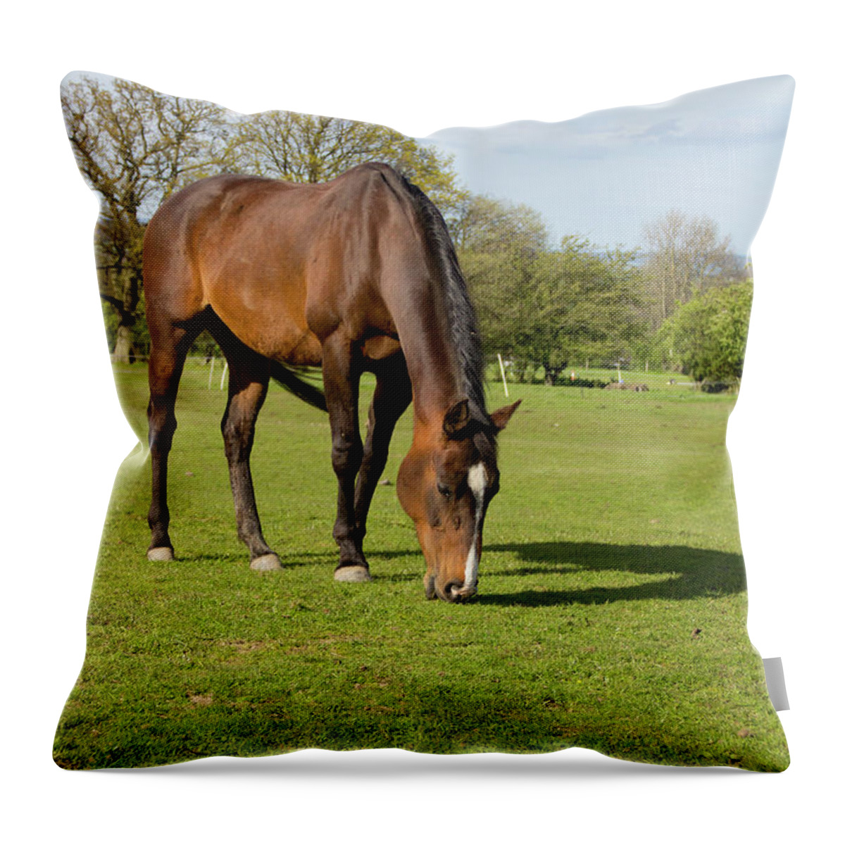Horse Throw Pillow featuring the photograph Bay Horse Grazing by Groomee