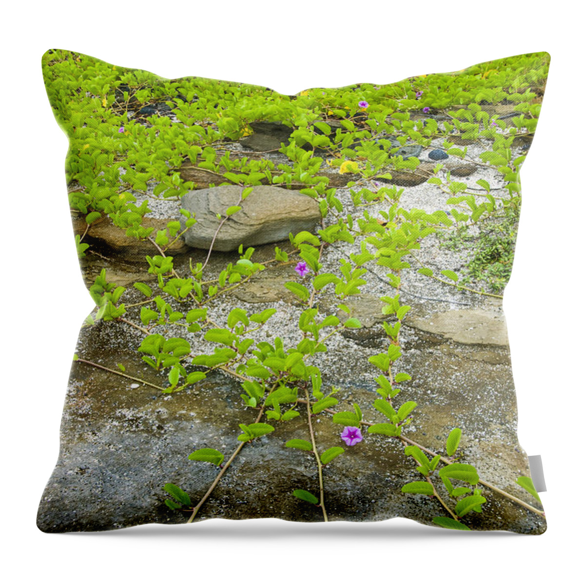 Beach Morning Glory Throw Pillow featuring the photograph Beach Morning Glory by William H. Mullins