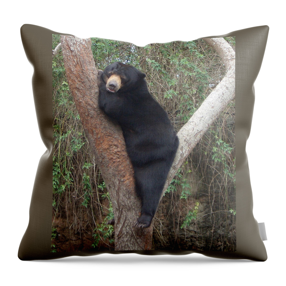 Bear Throw Pillow featuring the photograph Bear In Tree  by Bertie Edwards
