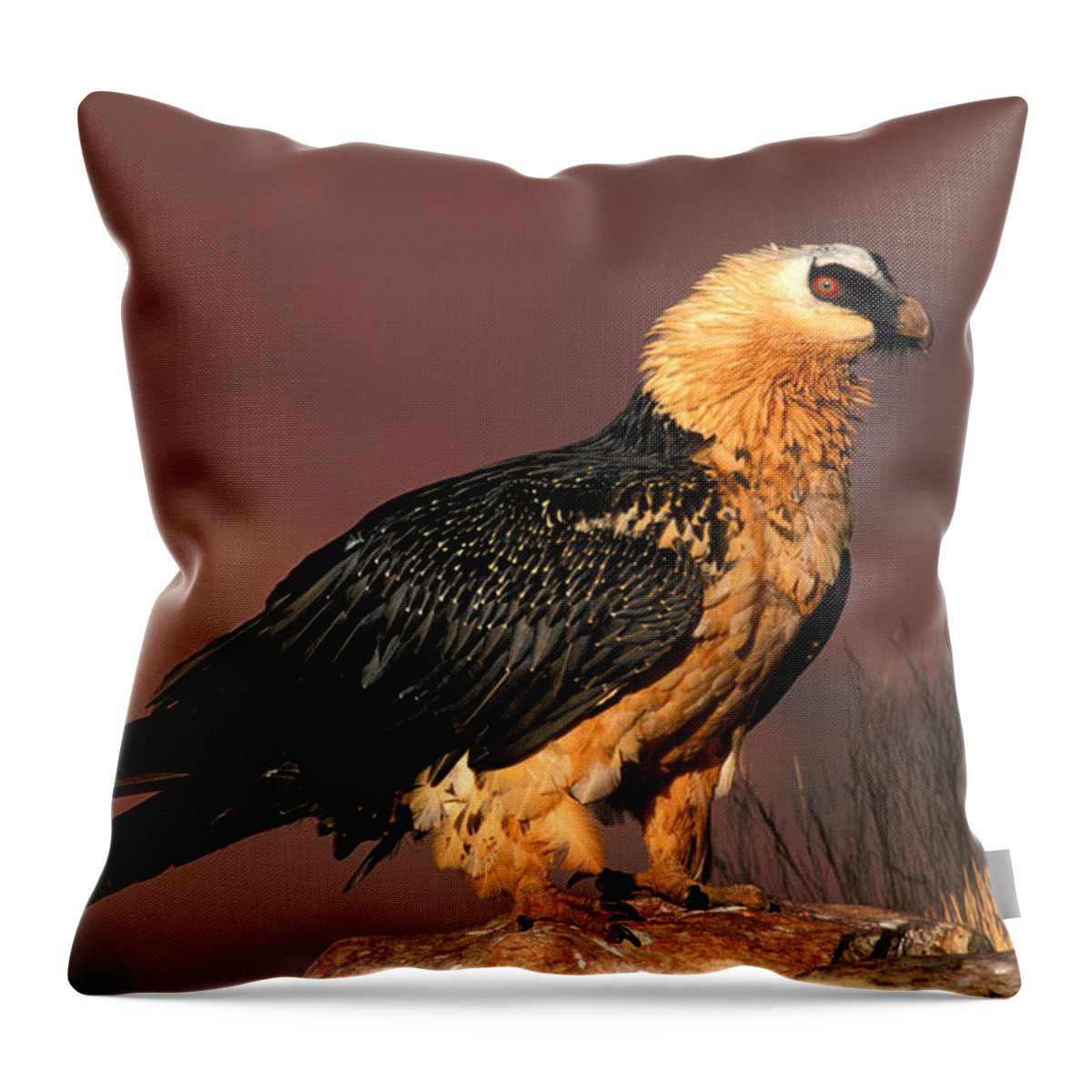 Endangered Throw Pillow featuring the photograph Bearded Vulture Or Lammergeier by Nigel Dennis