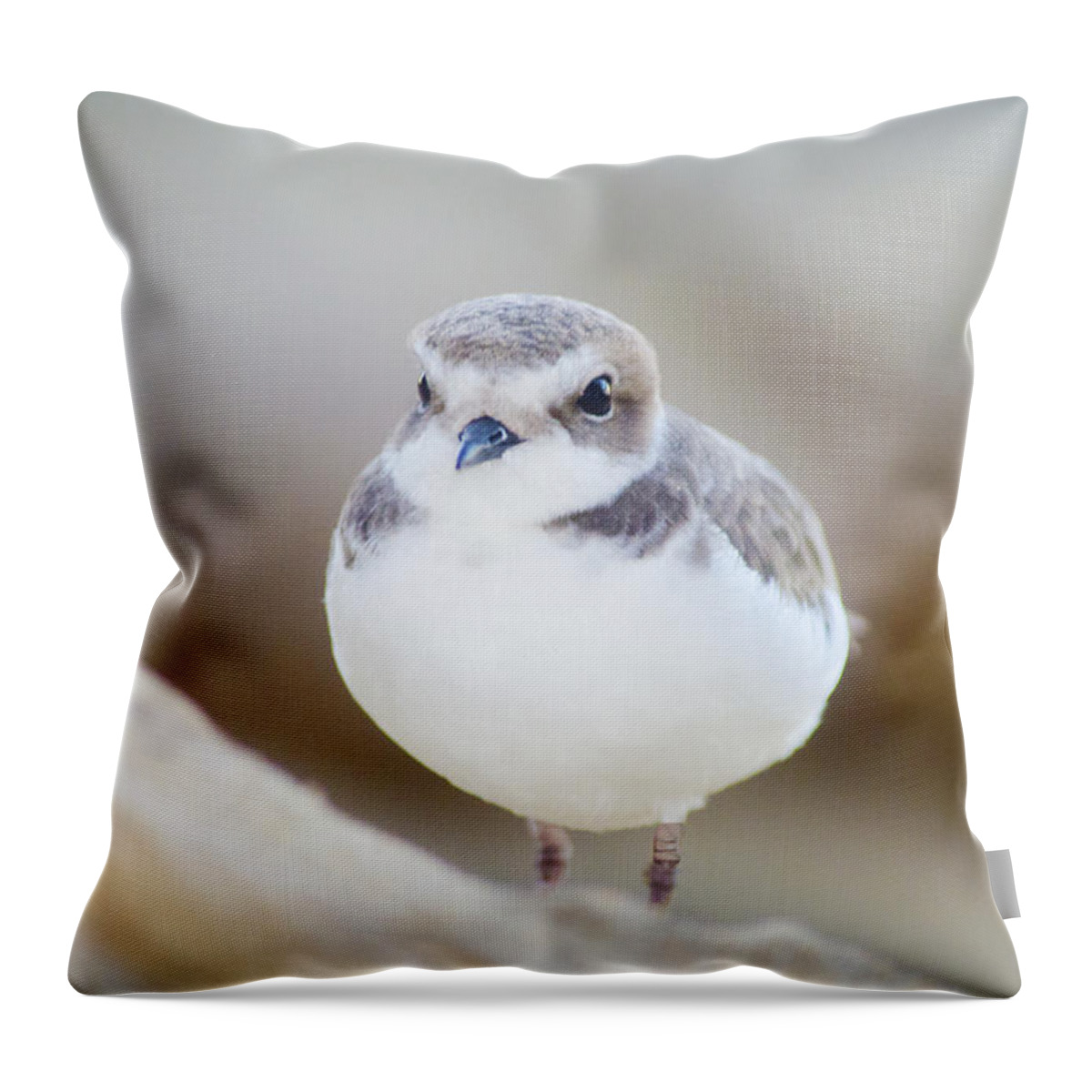 I Love Birds And Find Them Majestic Creatures. Throw Pillow featuring the photograph Beautiful Bird by Spencer Hughes