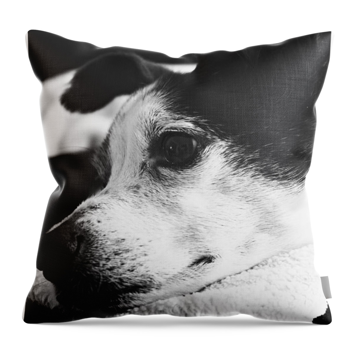 Dogs Throw Pillow featuring the photograph Beautiful Boo by Clare Bevan