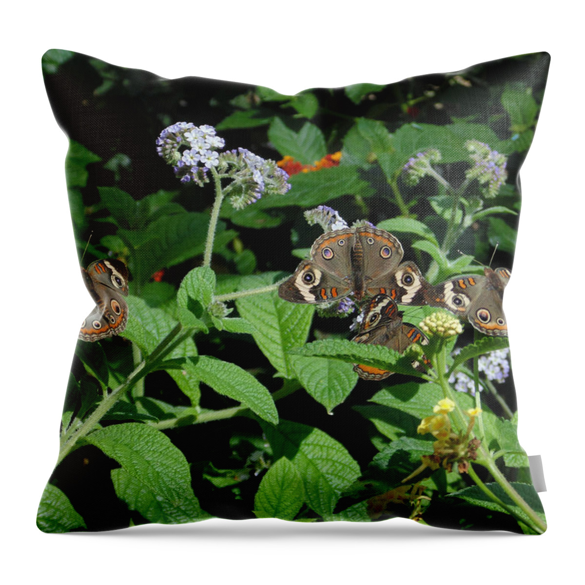 Nature Throw Pillow featuring the photograph Beautiful Buckeyes by Stephanie Grant