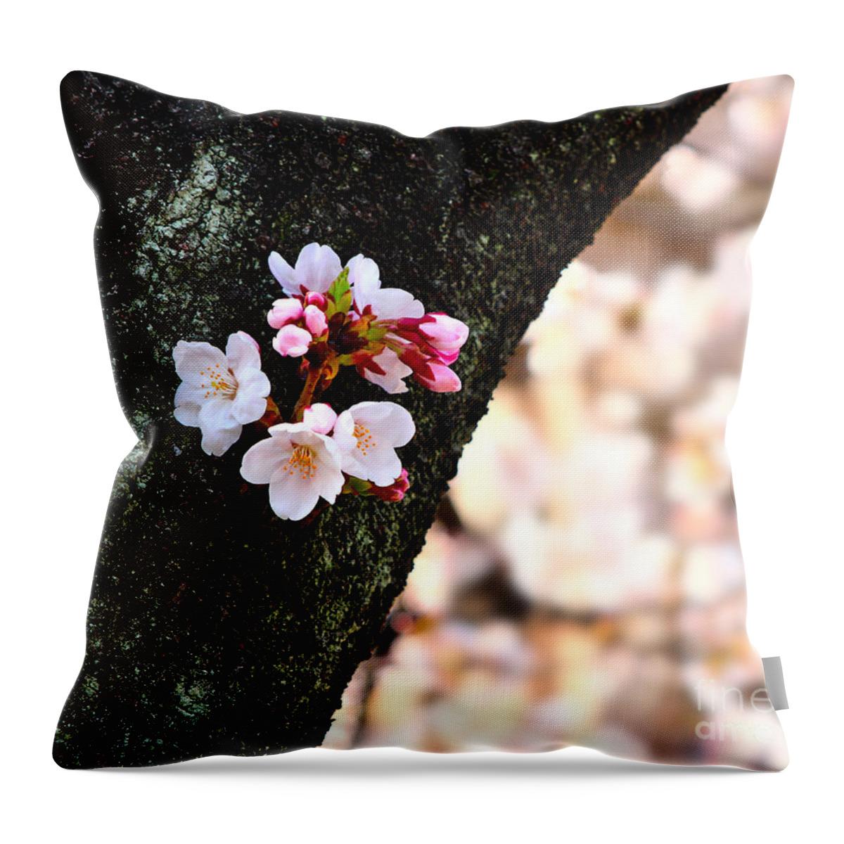 Cherry Blossom Throw Pillow featuring the photograph Beautiful Cherry Blossoms Blooming from Tree Trunk by Beverly Claire Kaiya