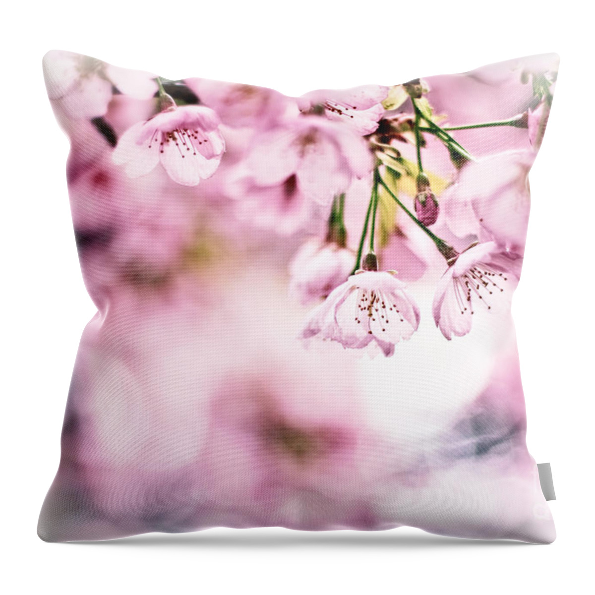 Cherry Blossoms Throw Pillow featuring the photograph Beautiful Cherry Blossoms in the Sunlight by Beverly Claire Kaiya