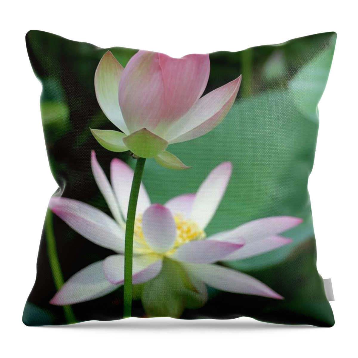 Lotus Throw Pillow featuring the photograph Beautiful Lotus Blooming by Sabrina L Ryan