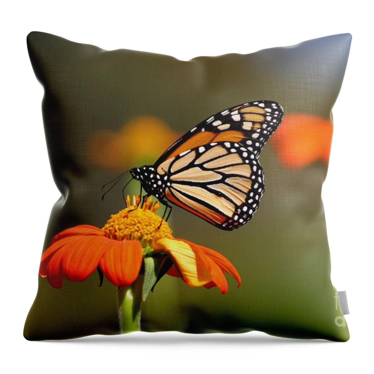 Butterfly Throw Pillow featuring the photograph Beautiful Monarch by Living Color Photography Lorraine Lynch